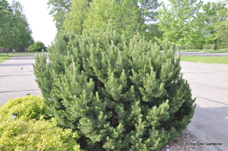 Pinus Mugo Valley Cushion — photo 1