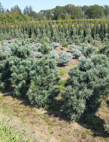 Pinus Par Gimborn's Ideal