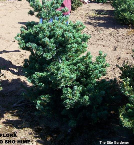 Pinus Parviflora GYKO SHO HIME — photo 1