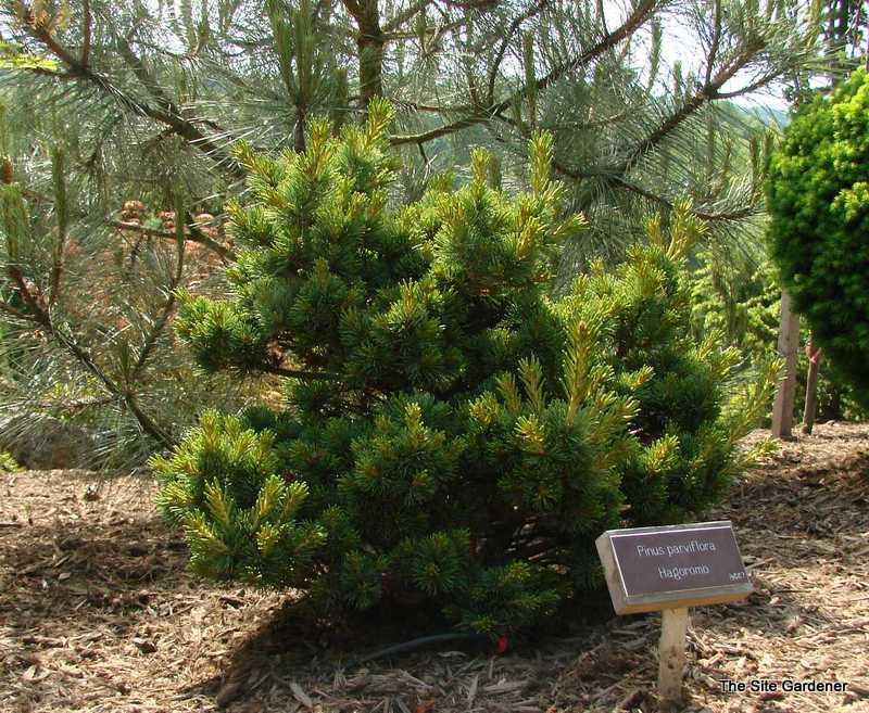 Pinus Parviflora 'Hagoromo' — photo 1