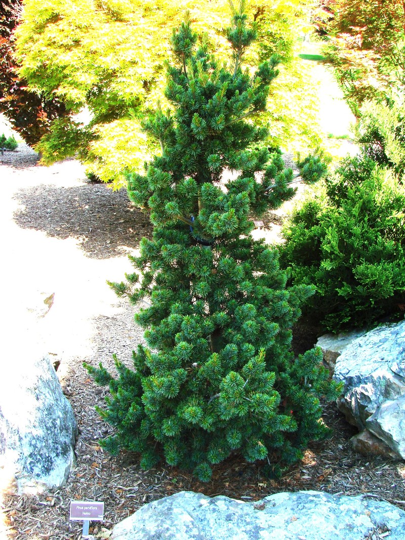 Pinus Parviflora Hakko