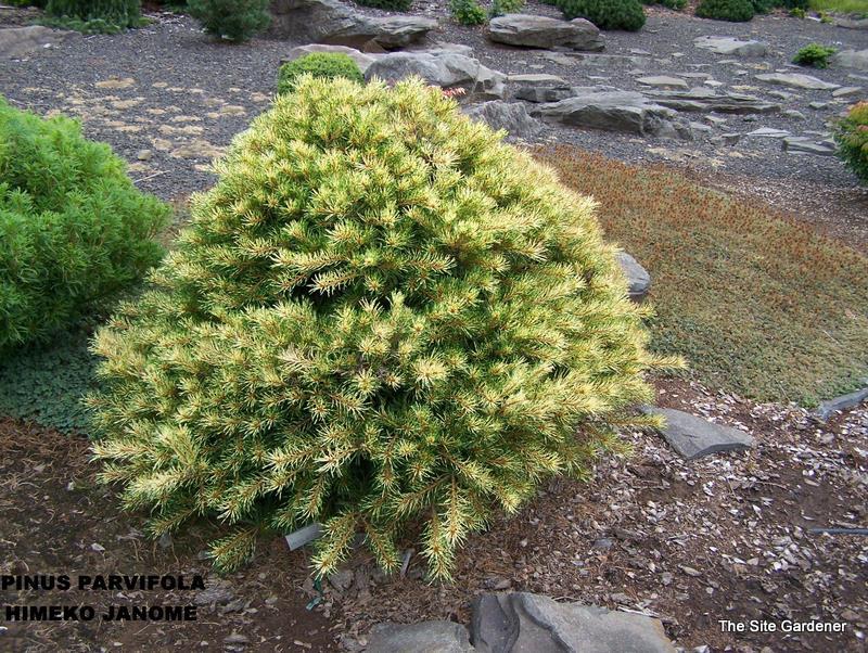 Pinus Parviflora HIMEKO JANOME