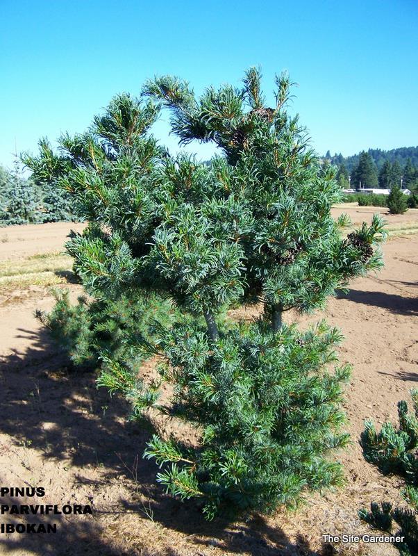 Pinus Parviflora Ibo-can