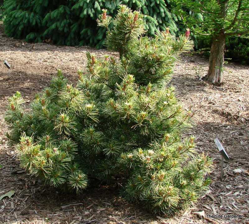 Pinus Parviflora 'Tani Mano Uki'