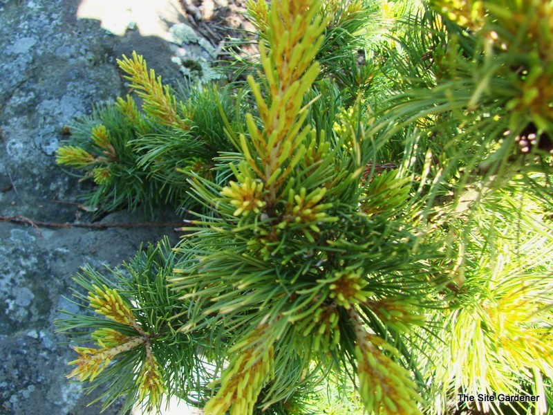 Pinus Parviflora Tenysu Kazu — photo 1