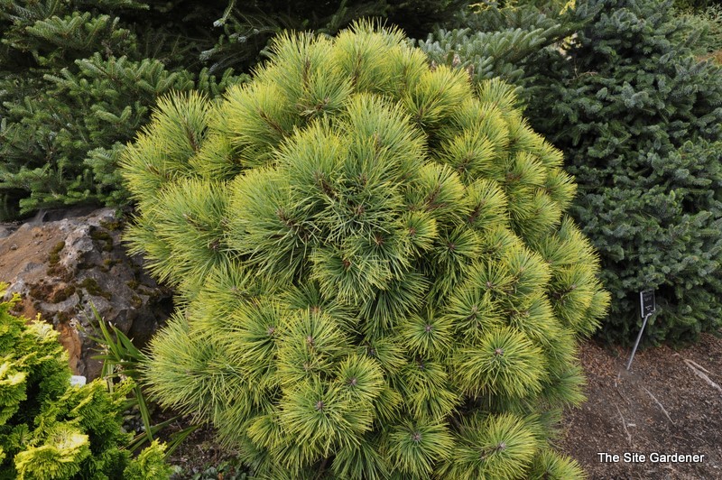 Pinus Ponderosa Dixie