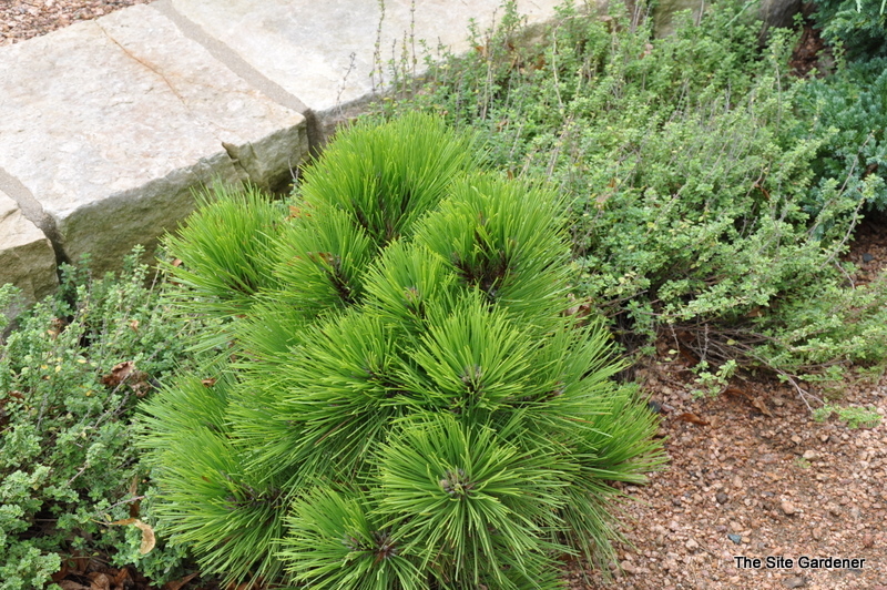 Pinus Resinosa Quinobequin — photo 1