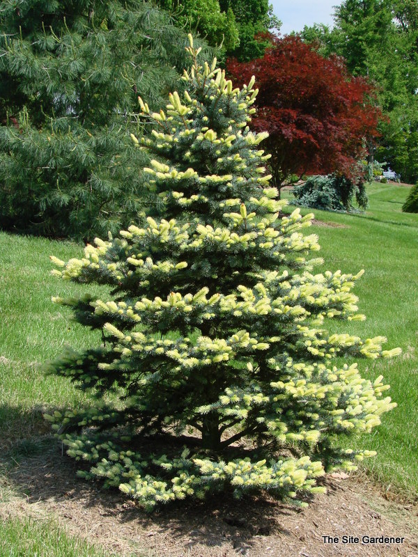 Pinus Spring Blast
