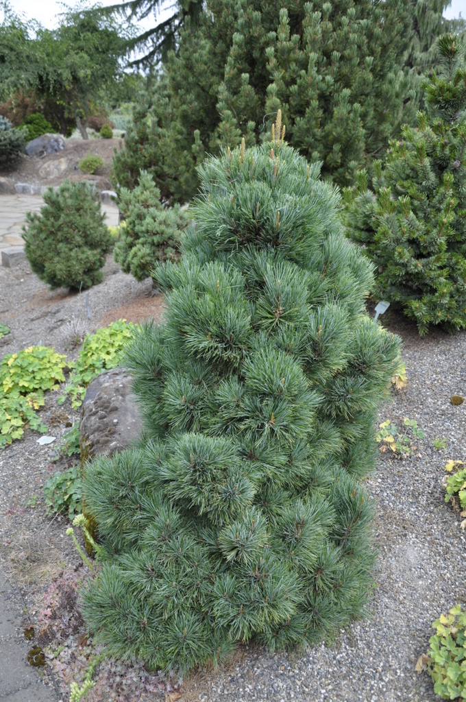 Pinus Strobiformis — photo 1