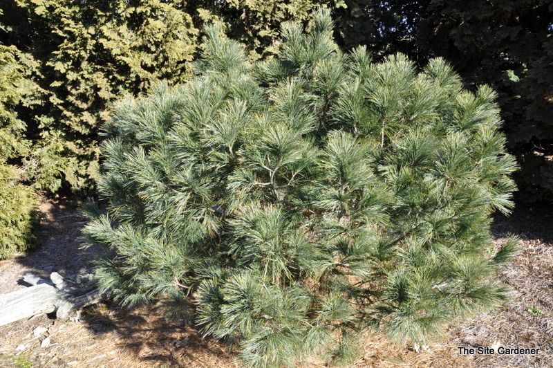 Pinus Strobs Bloomers Dark Globe — photo 1