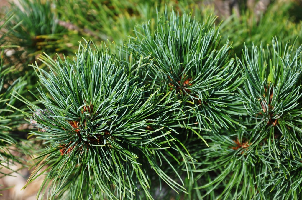 Pinus Strobus Ara Kawa — photo 1