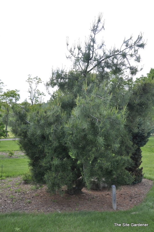 Pinus Strobus Bennets Contorted — photo 1