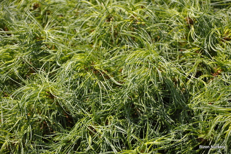 Pinus Strobus 'Vercurve' — photo 1
