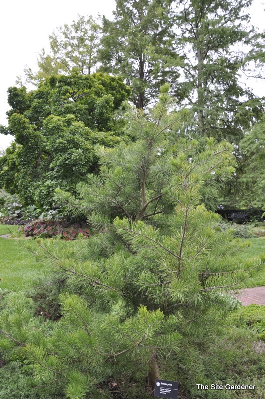 Pinus Virginiana