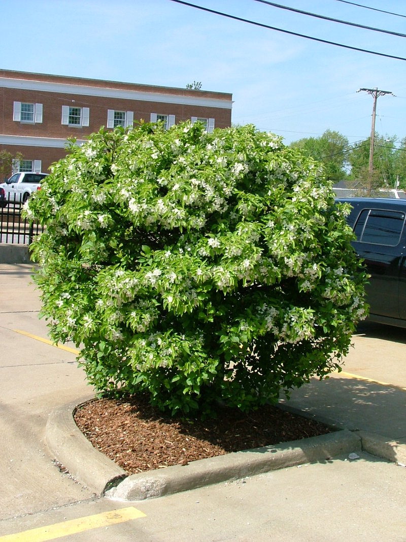 Malus Cinderella — photo 1