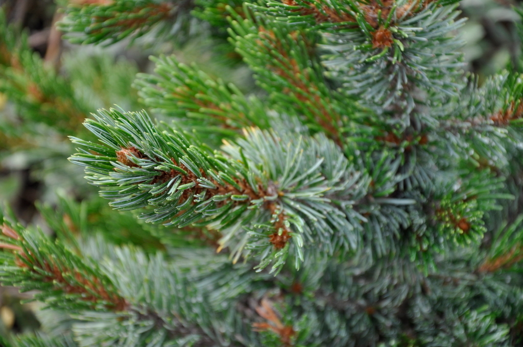 Pinus Aristata Bashful