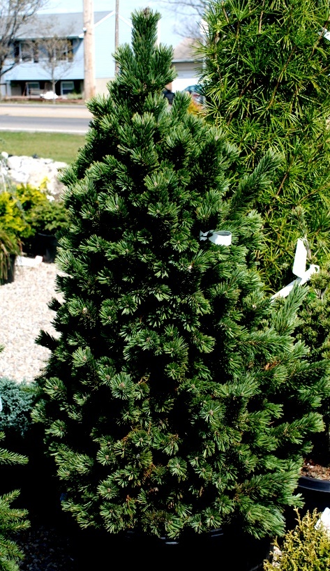 Pinus Aristata Joe's Bess