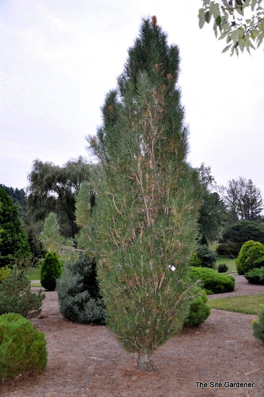 Pinus Arnolds Sentinel