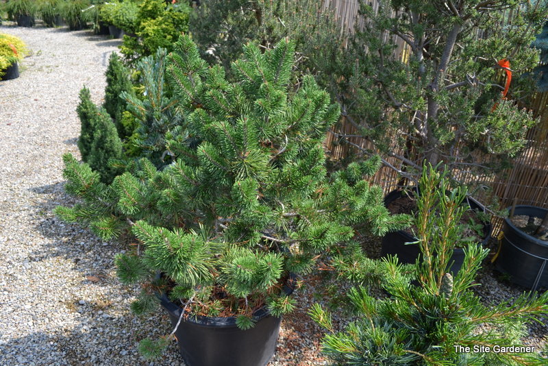 Pinus Banksania Al Johnson