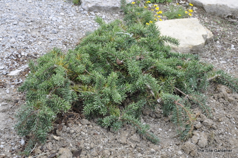 Pinus Banksiana Schoodic