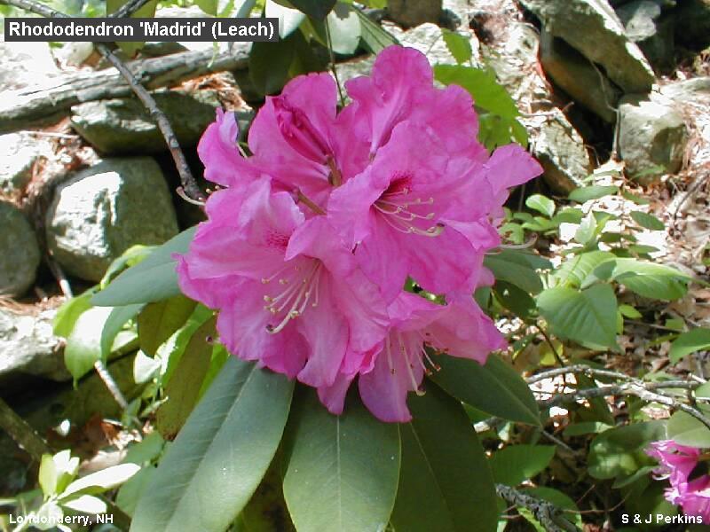 Rhododendron Madrid