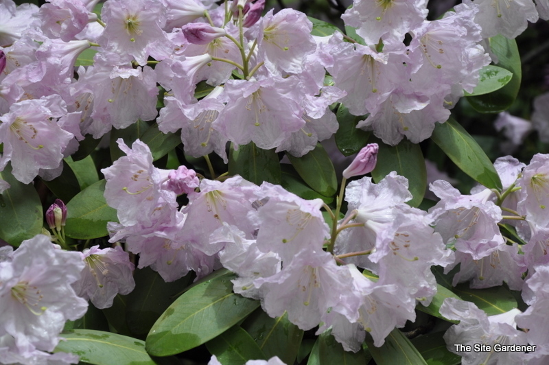 Rhododendron Lu Shan