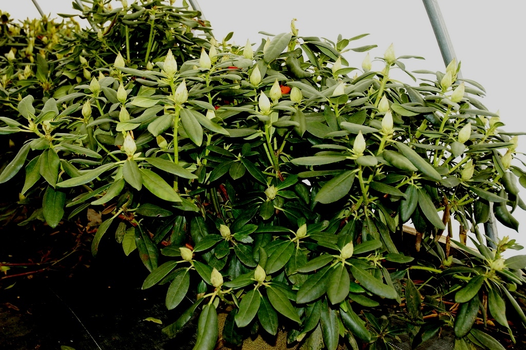 Rhododendron Baursalt