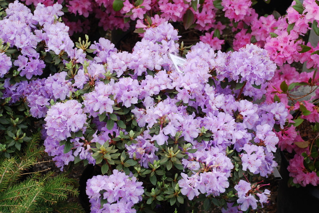 Rhododendron Biluxi Blues — photo 1