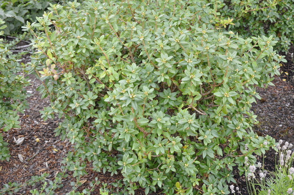 Rhododendron Blue Diamond — photo 1