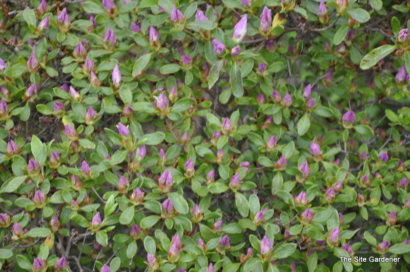 Rhododendron Boldface — photo 1
