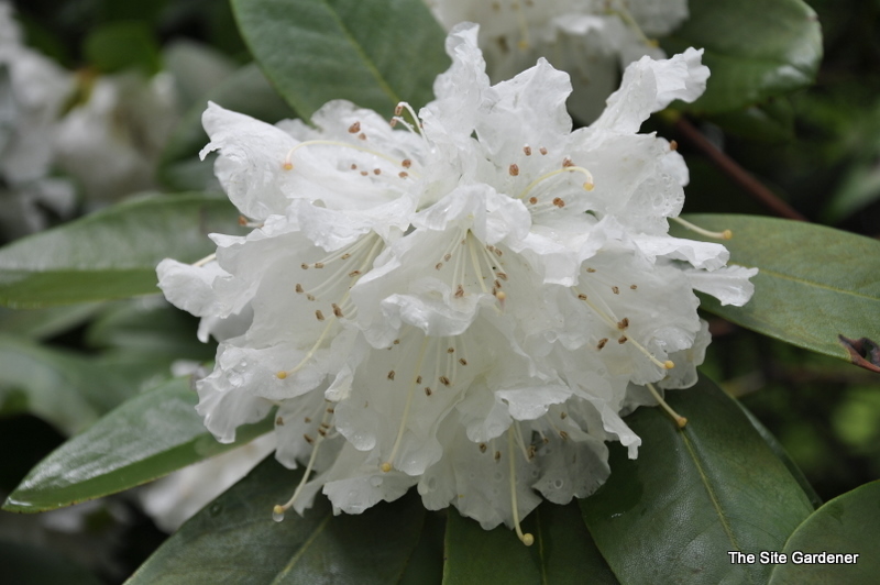 Rhododendron Boul De Neige — photo 1