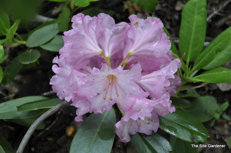 Rhododendron Brookville — photo 1