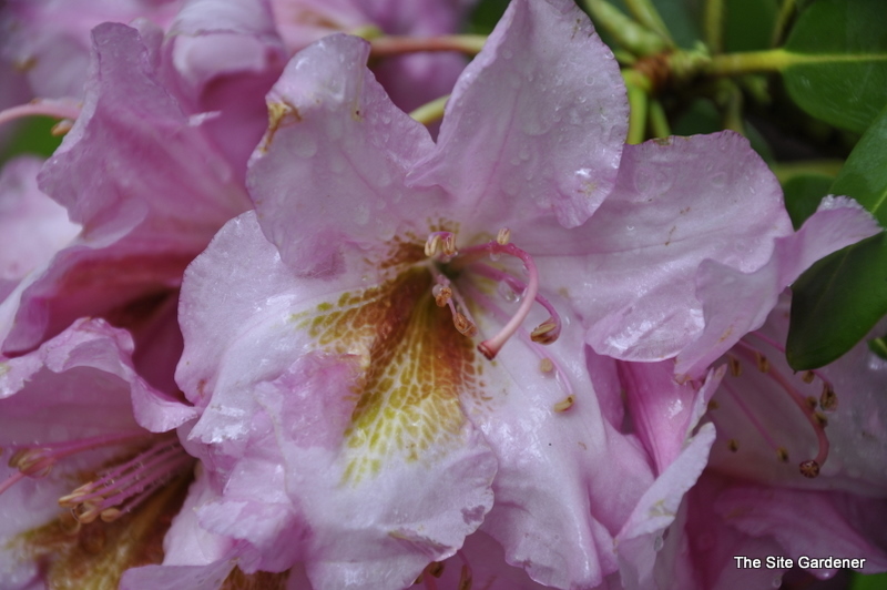 Rhododendron Brown Eyes