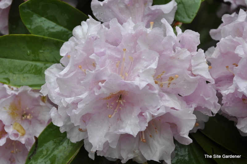 Rhododendron Chesterland