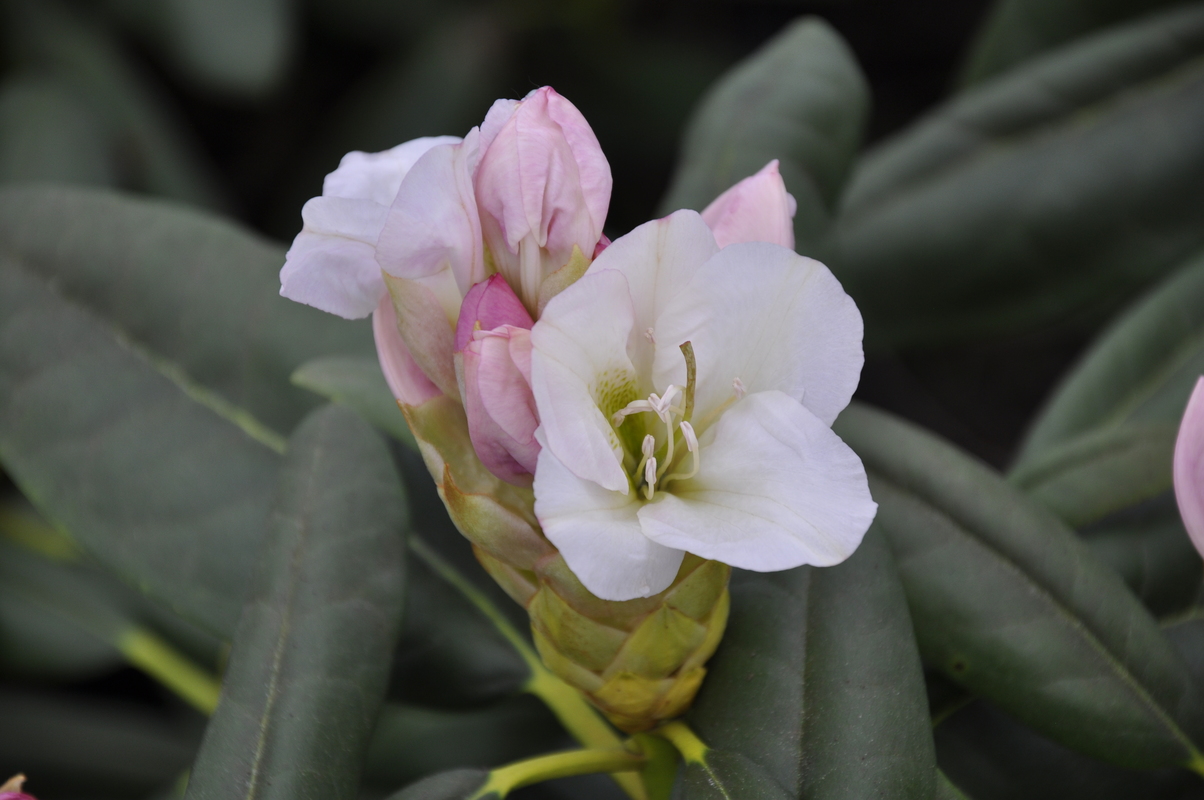 Rhododendron County Of York