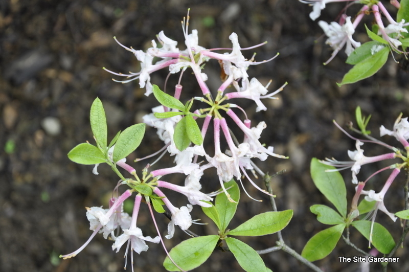 Rhododendron Eastmanii