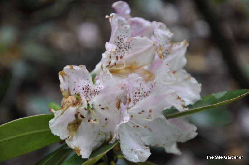 Rhododendron Elie