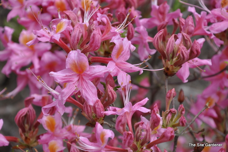 Rhododendron Fanny