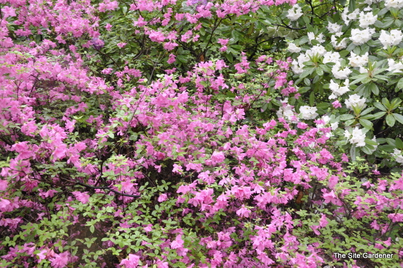 Rhododendron Favorite