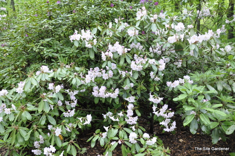 Rhododendron Fortunei