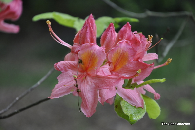 Rhododendron Gallipoli