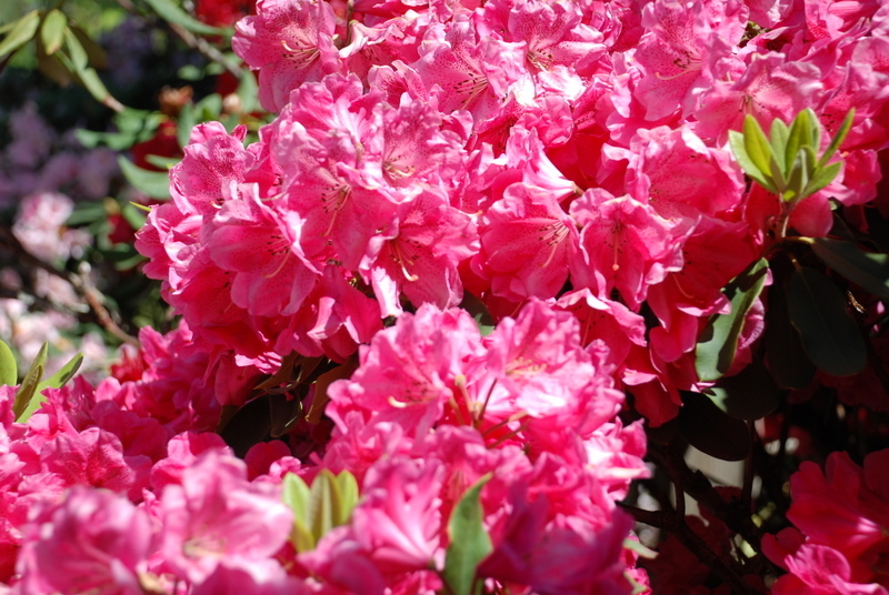 Rhododendron Gi Gi