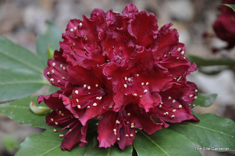 Rhododendron Girard Joshua