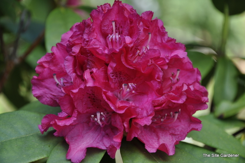 Rhododendron Girard Ruffled Red