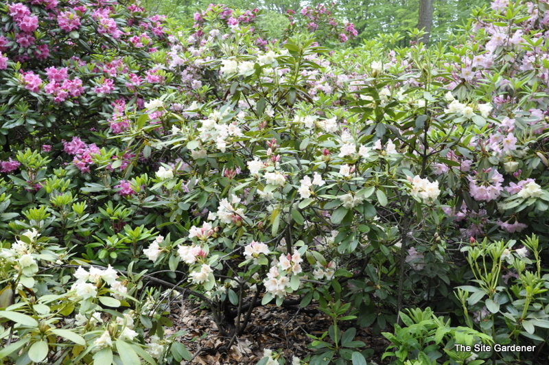 Rhododendron Goldsworth Yellow