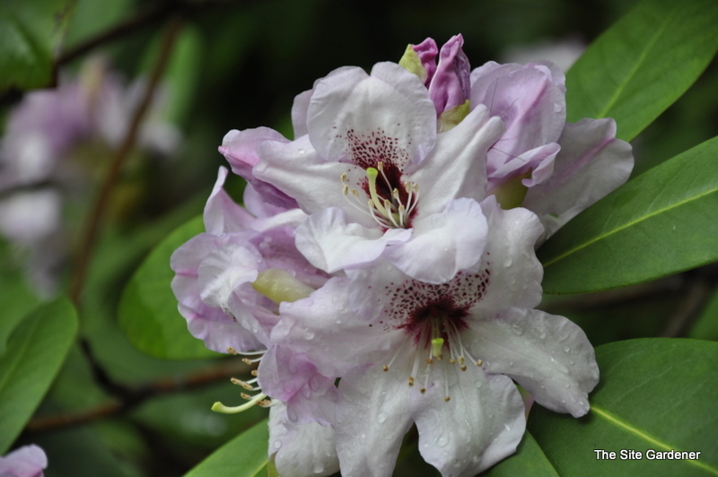 Rhododendron Great Smokey