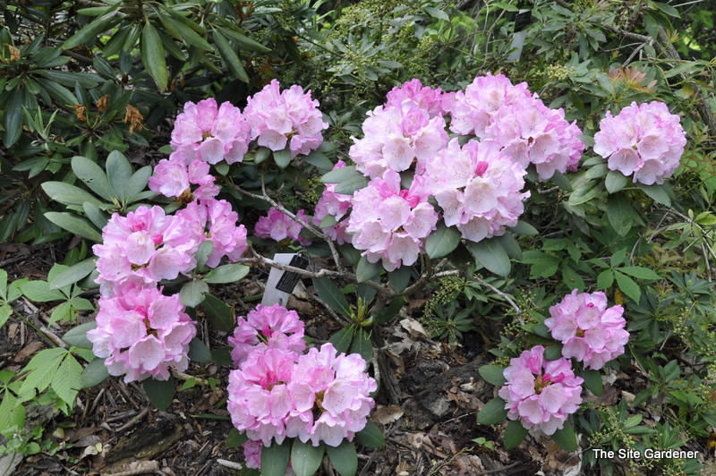 Rhododendron Hachmanns Feuerschein