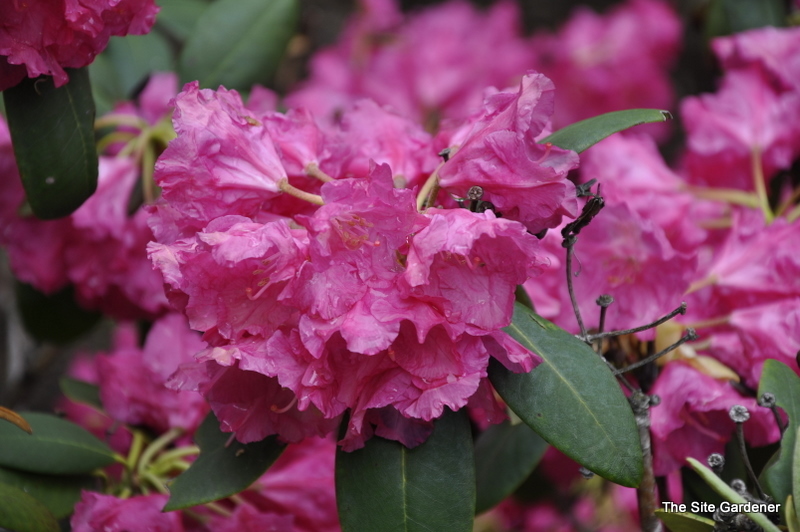Rhododendron Hawaii