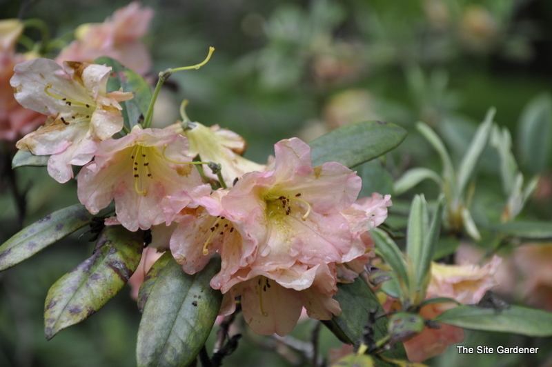 Rhododendron Hello Dolly