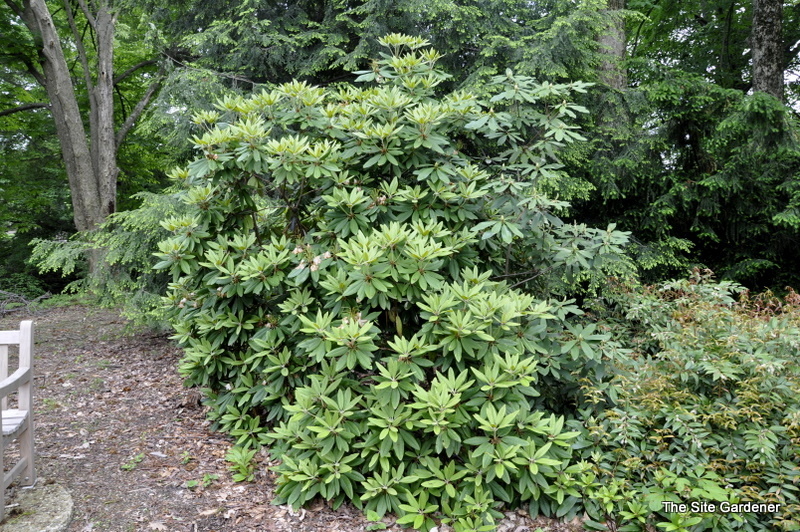 Rhododendron Hypermax
